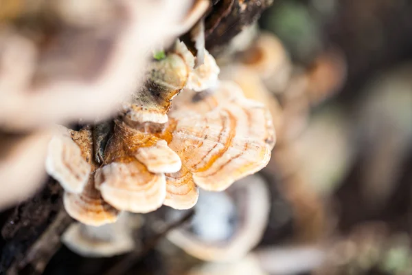 Colorful tree mushrooms on an old trunk with natural background - beautiful details — Stock Photo, Image