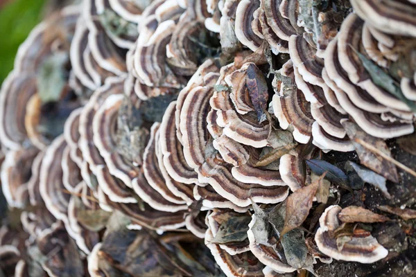 Colorful tree mushrooms on an old trunk with natural background - beautiful details — Stock Photo, Image