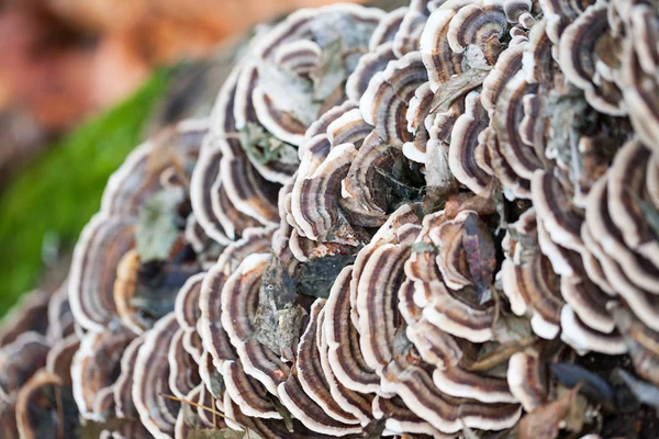 Colorful tree mushrooms on an old trunk with natural background - beautiful details — Stock Photo, Image