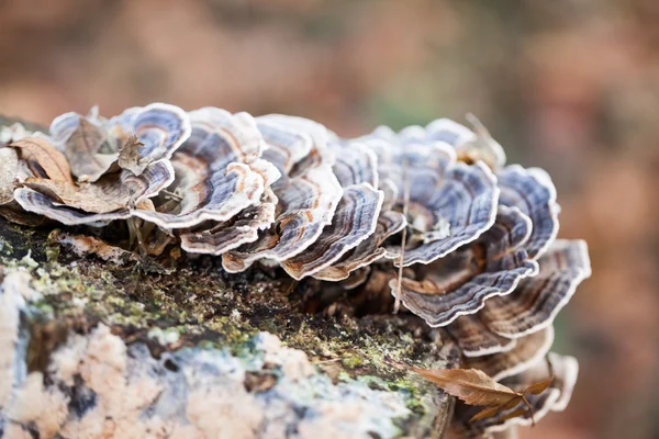 Colorful tree mushrooms on an old trunk with natural background - beautiful details — Stock Photo, Image