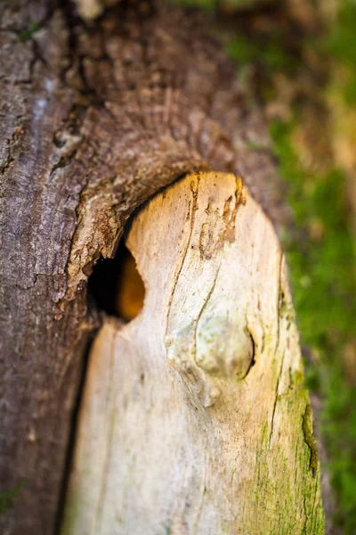 Composición abstracta con musgo verde en la corteza del árbol - textura y fondo con enfoque muy suave — Foto de Stock