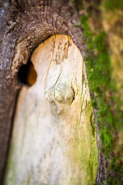 Composición abstracta con musgo verde en la corteza del árbol - textura y fondo con enfoque muy suave — Foto de Stock