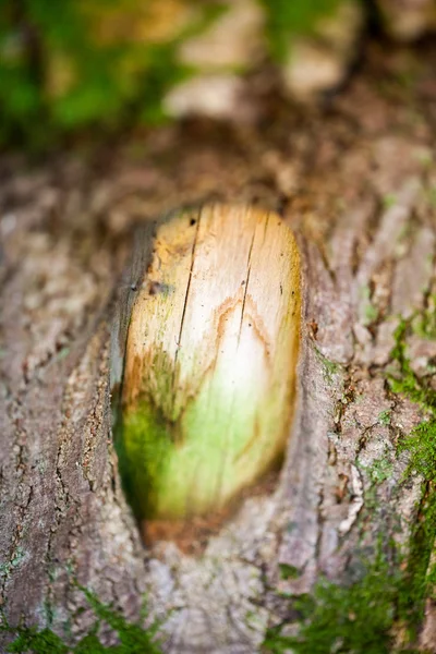 樹皮の質感と非常にソフト フォーカスの背景に緑の苔で抽象的な構成 — ストック写真