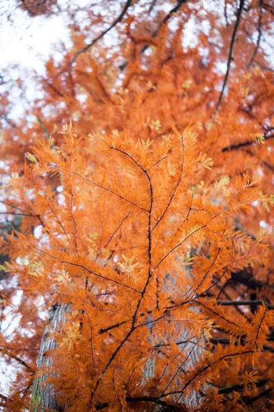 Hermosas hojas de otoño en el parque —  Fotos de Stock