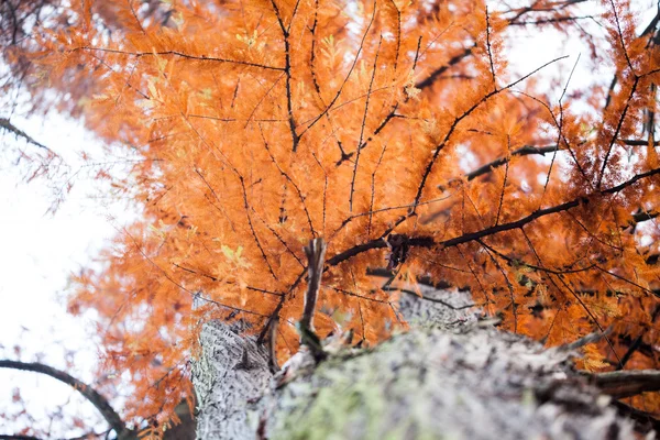 Belles feuilles d'automne dans le parc — Photo