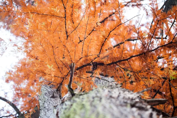 Piękne jesienne liście w parku — Zdjęcie stockowe