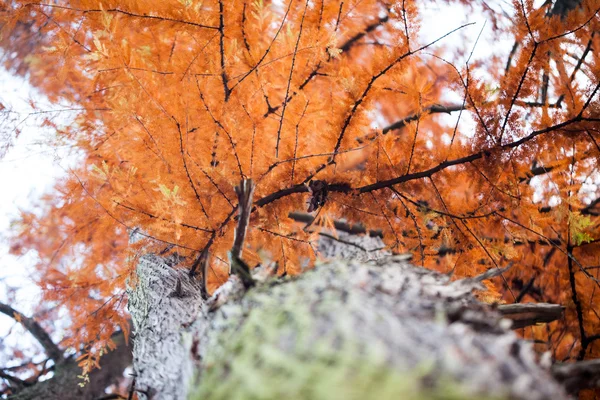 Belles feuilles d'automne dans le parc — Photo