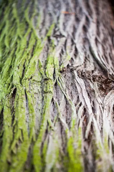 樹皮の質感と非常にソフト フォーカスの背景に緑の苔で抽象的な構成 — ストック写真