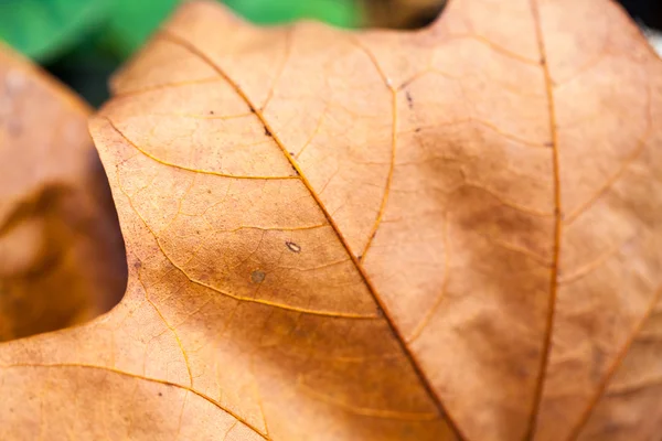 Hermosas hojas de otoño en el parque —  Fotos de Stock