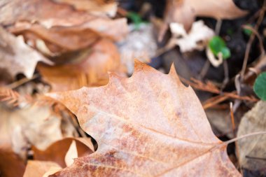 Parkta güzel sonbahar yaprakları