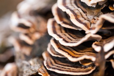 Eski bir sandık ile doğal arka plan ağaç kafamız