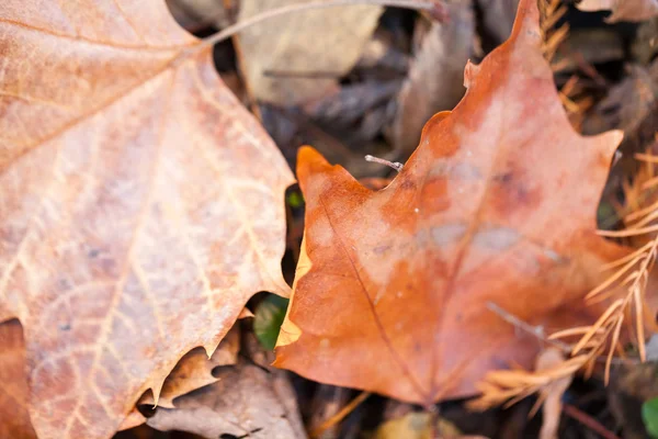 Belle foglie autunnali nel parco — Foto Stock
