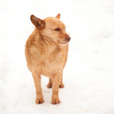 Güzel köpek içinde belgili tanımlık kar ile kentsel kış sahne