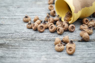 Natürmort kompozisyon / çerçeve küçük meşe palamutları ve ahşap sopa eski bir ahşap yüzeye. Güzel vintage kompozisyon