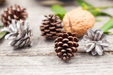 Ökse otu, çam kozalakları ve ceviz ile natürmort kompozisyon. Noel Tema