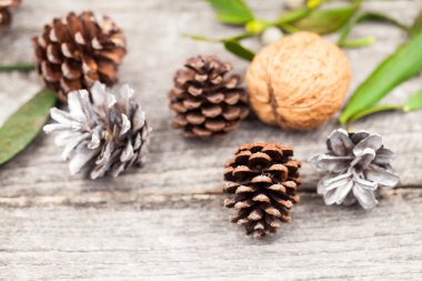 Ökse otu, çam kozalakları ve ceviz ile natürmort kompozisyon. Noel Tema