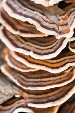 Eski bir sandık ile doğal arka plan - güzel ayrıntılar üzerinde renkli ağaç mantar