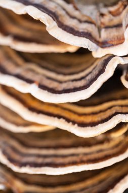 Eski bir sandık ile doğal arka plan - güzel ayrıntılar üzerinde renkli ağaç mantar