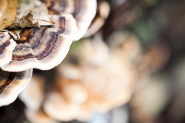 Eski bir sandık ile doğal arka plan - güzel ayrıntılar üzerinde renkli ağaç mantar