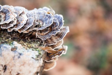 Eski bir sandık ile doğal arka plan - güzel ayrıntılar üzerinde renkli ağaç mantar