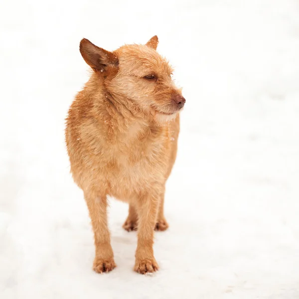 Scène hivernale urbaine avec beau chien dans la neige — Photo