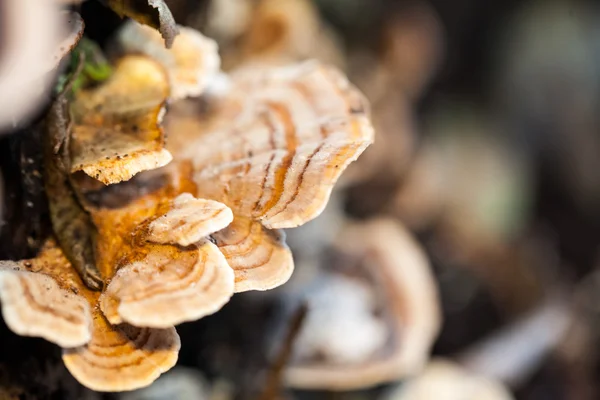 Colorful tree mushrooms on an old trunk with natural background - beautiful details — Stock Photo, Image