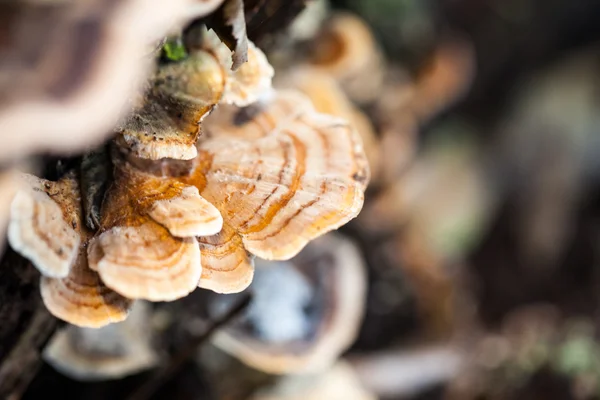 Funghi di albero variopinti su un tronco vecchio con sfondo naturale - bei dettagli — Foto Stock