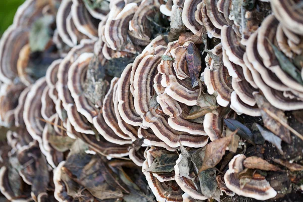 Colorful tree mushrooms on an old trunk with natural background - beautiful details — Stock Photo, Image