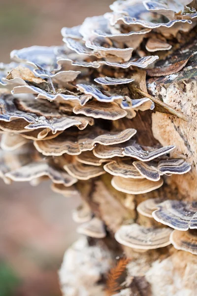 Colorful tree mushrooms on an old trunk with natural background - beautiful details — Stock Photo, Image