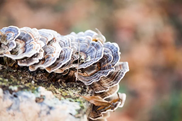 Colorful tree mushrooms on an old trunk with natural background - beautiful details — Stock Photo, Image