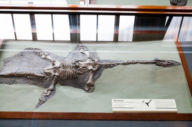 Londra, İngiltere - 27 Temmuz 2015: Doğal Tarih museumm - Ayrıntılar