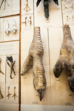 Londra, İngiltere - 27 Temmuz 2015: Doğal Tarih Müzesi - The Birds bölümünde ayrıntıları