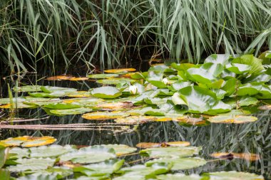Nilüferler bir gölet üzerinde bitki örtüsü