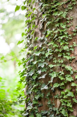 Parkta ağaç kabuğu üzerinde güzel, vahşi Ivy
