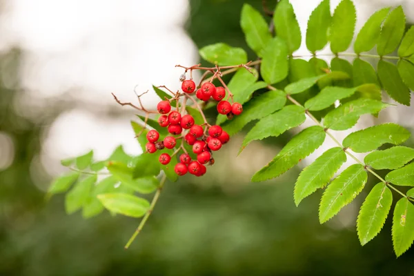 Nature composition with red berries — Stock Photo, Image