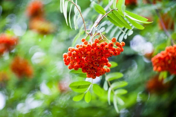 Přírodní složení s červeným ovocem — Stock fotografie