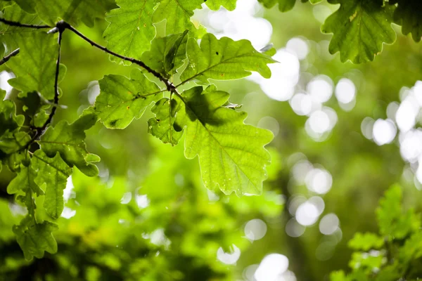 Quercus (Oak tree) - tree and details — Stock Photo, Image