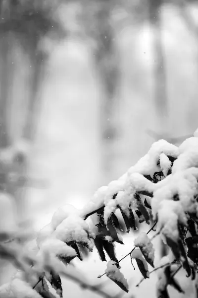 Sneeuwt Landschap Het Park — Stockfoto