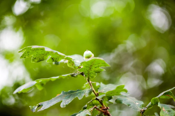 Quercus (eik) - boom en details — Stockfoto