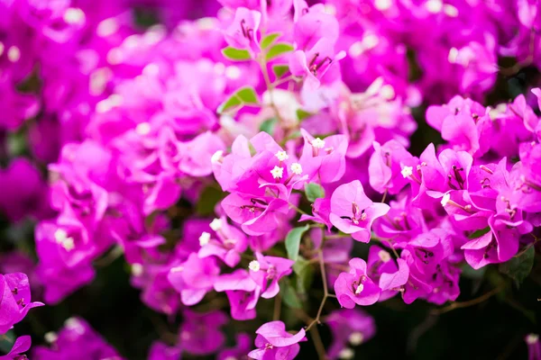 부겐빌레아-아름 다운, 화려한 꽃 — 스톡 사진