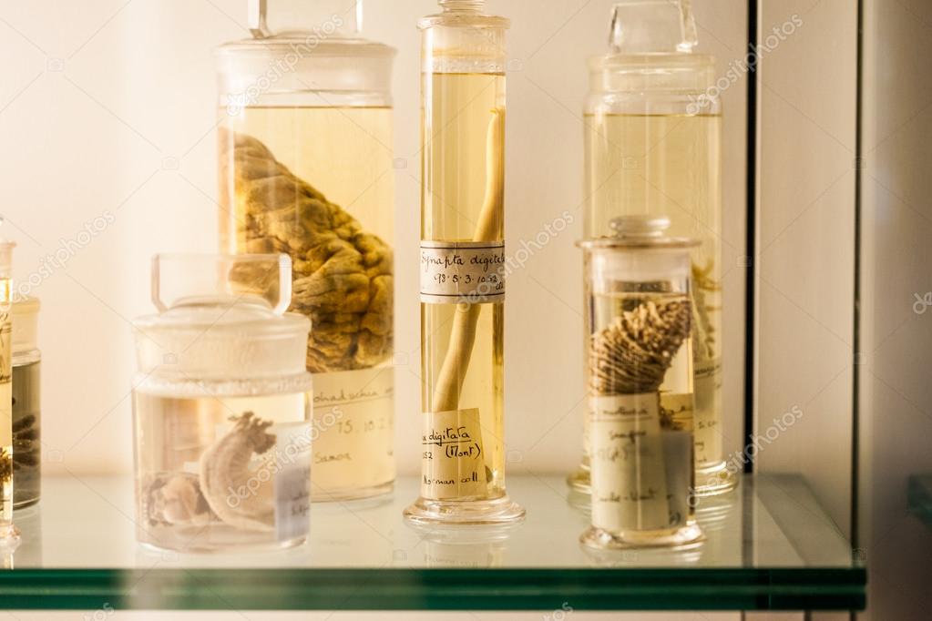 LONDON, UK - JULY 27, 2015: Natural History museum - preserved animals and species, laboratory details – Stock Editorial Photo © ileana_bt #105352662 LONDON, UK - JULY 27, 2015: Natural History museum - preserved animals and species, laboratory details – Stock Editorial Photo © ileana_bt #105352662