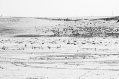 Alan ve kurutulmuş bitkiler ile kış manzarası