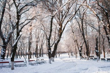 Peyzaj Park kar yağışı 