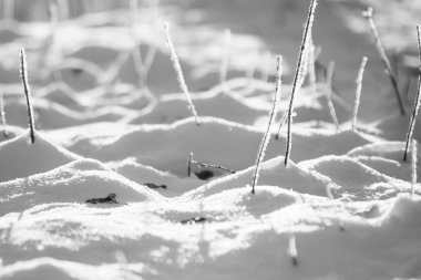 Şube hoarfrost ve kar ile doğal arka plan dolu