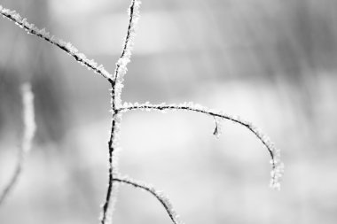 Şube hoarfrost ve kar ile doğal arka plan dolu