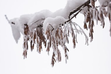 Şube hoarfrost ve kar ile doğal arka plan dolu