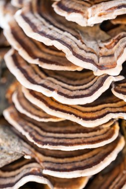 Eski bir sandık ile doğal arka plan - güzel ayrıntılar üzerinde renkli ağaç mantar