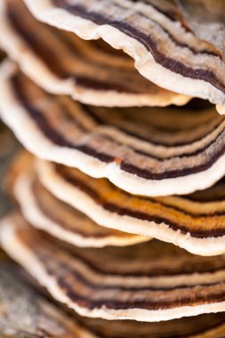 Eski bir sandık ile doğal arka plan - güzel ayrıntılar üzerinde renkli ağaç mantar