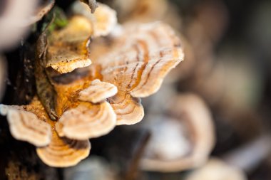 Eski bir sandık ile doğal arka plan - güzel ayrıntılar üzerinde renkli ağaç mantar