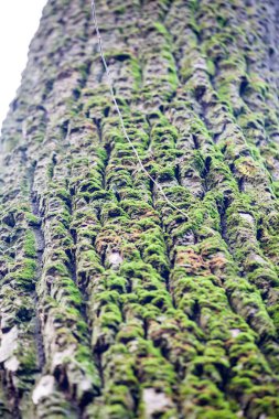 Ağaç kabuğu - doku ve çok yumuşak odak ile arka plan üzerinde yeşil yosun ile soyut kompozisyon